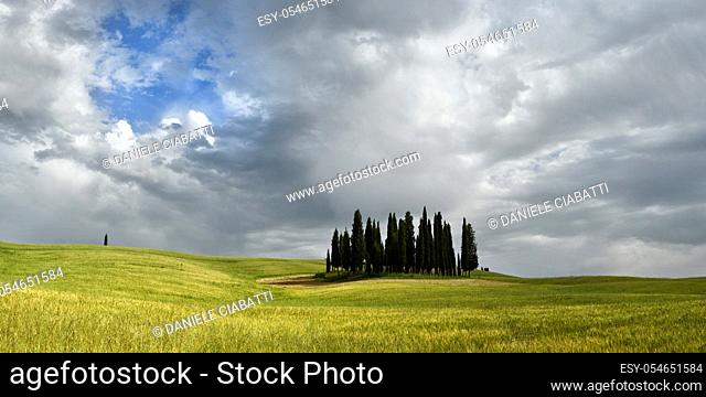 Val d'Orcia, Italy- June, 2019: Cypress trees near San Quirico d'Orcia with beautiful cloudy sky, Italy