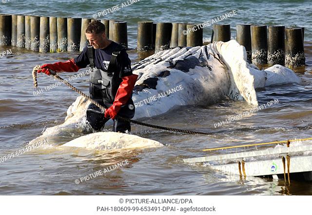 09 June 2018, Germany, Graal-Mueritz: A dead whale is dragged onto a beach at the Baltic Sea. According to experts from the German Oceanographic Museum in...