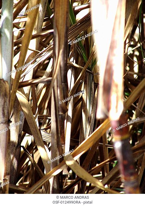 sugar canes plantation ground