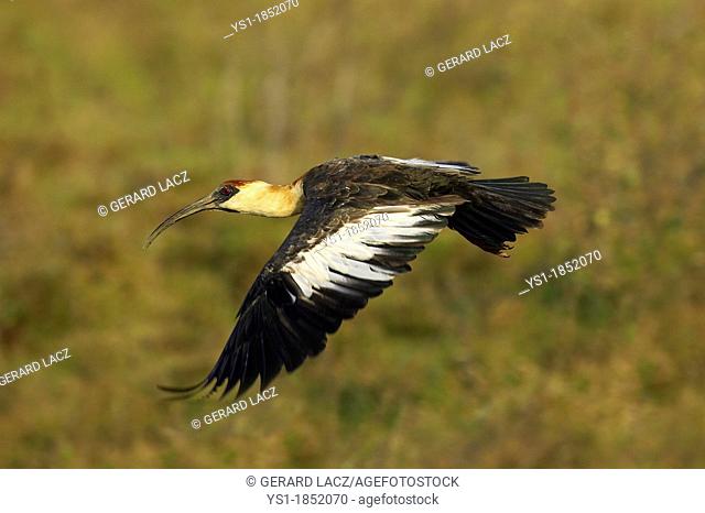 Buff-Necked Ibis, theristicus caudatus, Adult in Flight, Los Lianos in Venezuela