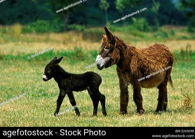 Poitou domestic donkey or the Baudet du Poitou, a French breed, mother and foal
