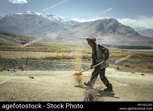 Man throws threshed grains of grain into the air with a shovel, he separates the chaff from the wheat, sedentary Wakhi, behind him the mountains of the Hindu...