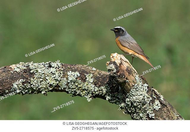 Male Redstart-Phoenicurus phoenicurus. Spring. Uk