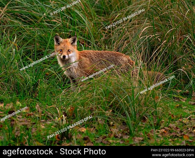 21 October 2023, Brandenburg, Trebbin: 21.10.2023, Trebbin. A young red fox (Vulpes vulpes) stands in a wet meadow between tall graesers in a nature reserve in...