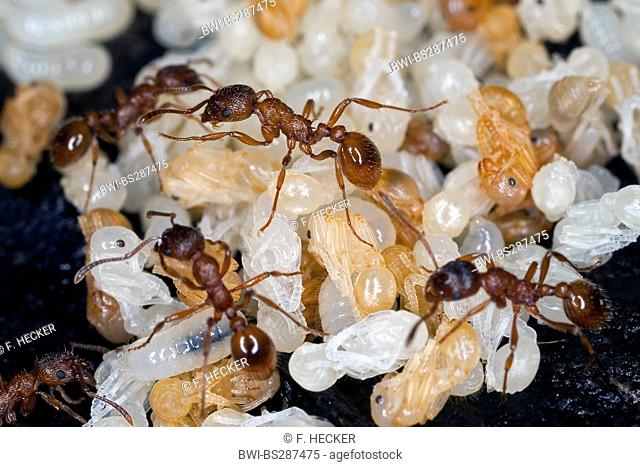 red myrmicine ant, red ant (Myrmica rubra), nest with workers, pupas and larvae, Germany