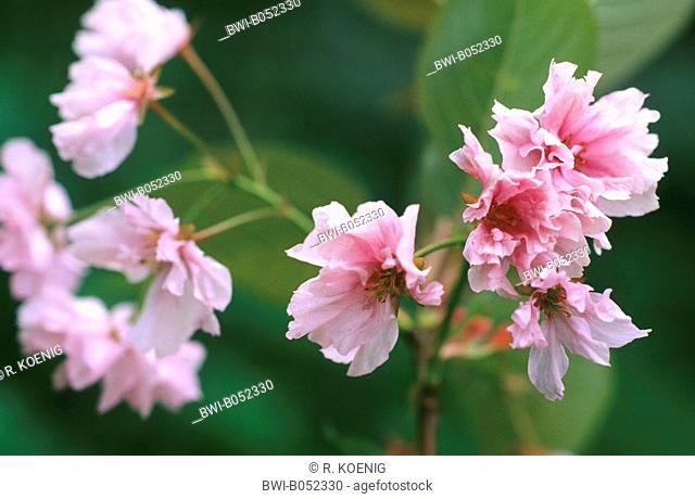 oriental cherry (Prunus serrulata 'Kanzan', Prunus serrulata Kanzan), cultivar Kanzan