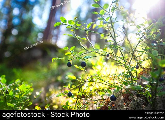 Process of collecting and picking berries in the forest of northern Sweden, Lapland, Norrbotten, near Norway border, girl picking cranberry, lingonberry