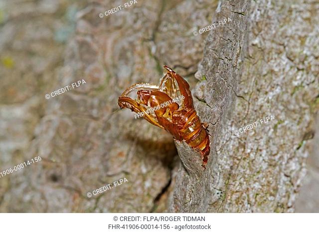 Hornet Clearwing (Sesia apiformis) empty chrysalis, at emergence hole on poplar trunk, Norfolk, England, July