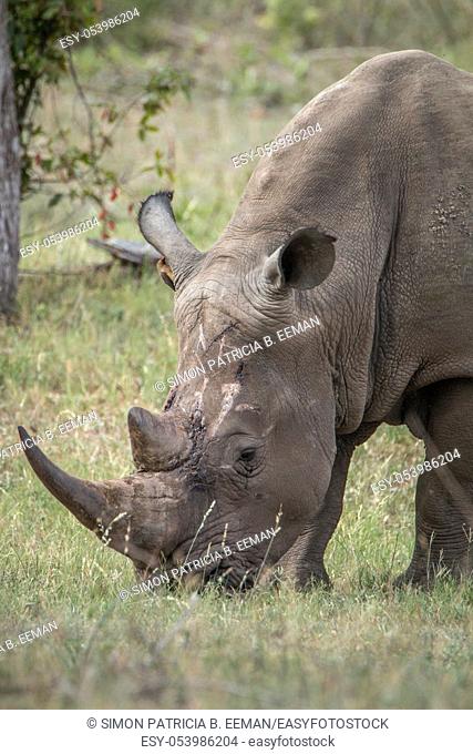 Grazing White rhino in the Kruger National Park, South Africa