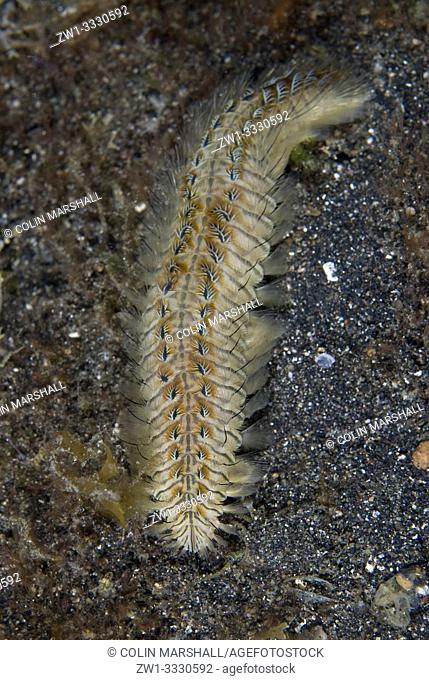 Fire Worm (Chloeia sp, Amphinomidae family) on black sand, Aer Perang dive site, Lembeh Straits, Sulawesi, Indonesia