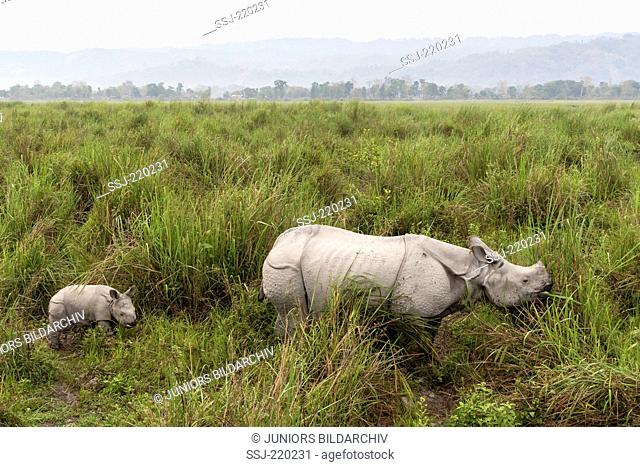 Indian Rhinoceros (Rhinoceros unicornis). Female and young in elephant grass. Kaziranga National Park, India