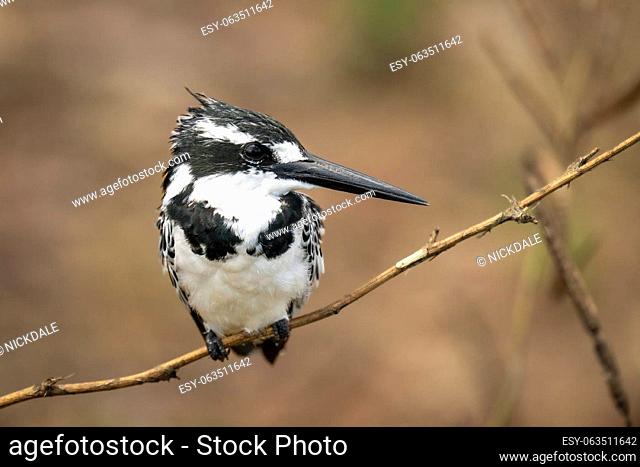 Pied kingfisher on thin branch turning head