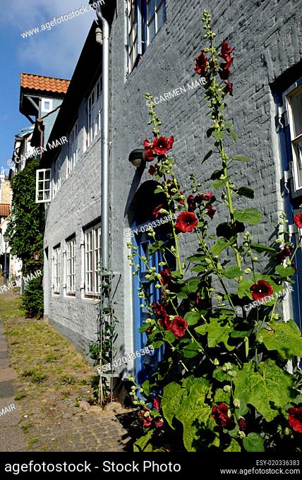 Stockrosen in der Oluf-Samson-Gang in Flensburg