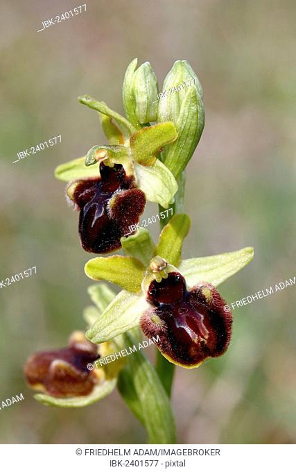Early Spider Orchid (Ophrys sphegodes), flowers, Lake Neusiedl, Burgenland, Austria, Europe