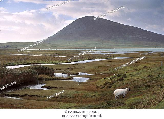 Chaipaval Hill and sheep, near Northton Taobh Tuath, South Harris, Outer Hebrides, Scotland, United Kingdom, Europe