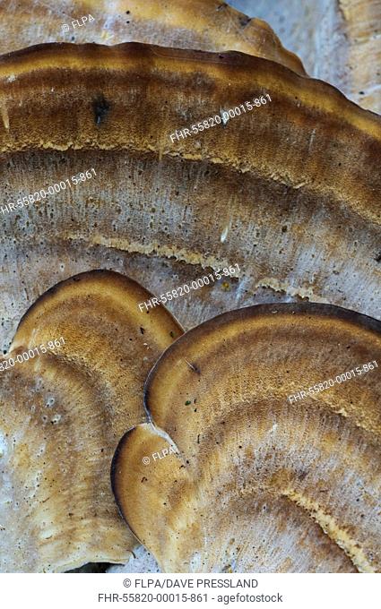 Giant Polypore (Meripilus giganteus) close-up of fruiting bodies, Clumber Park, Nottinghamshire, England, October