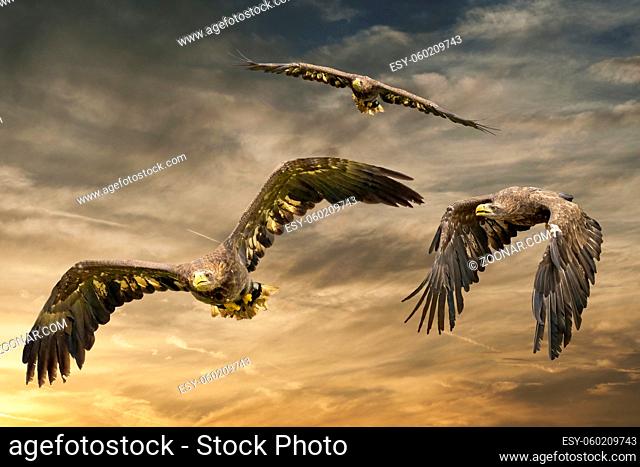 Three European sea eagles flying in a brown and yellow dramatic sky. Birds of prey in flight. Flying birds of prey during a hunt