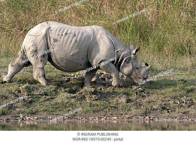 Indian rhino feeding