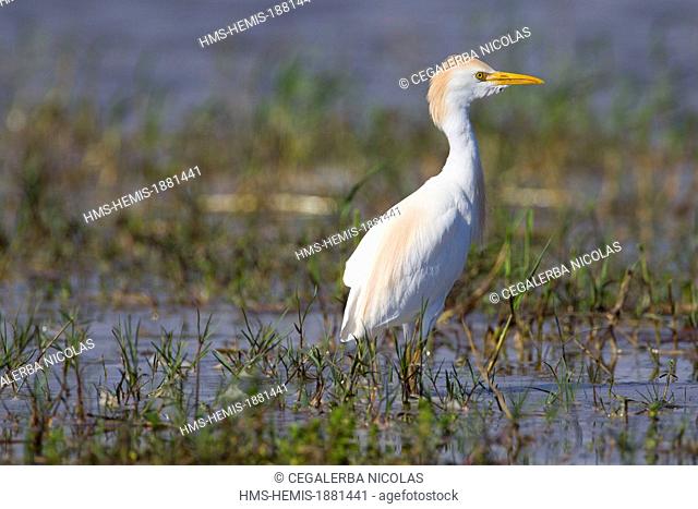 Madagascar, Loky-Manambato protected area, Daraina, Sahaka lake, Western Cattle Egret (Bubulcus ibis)