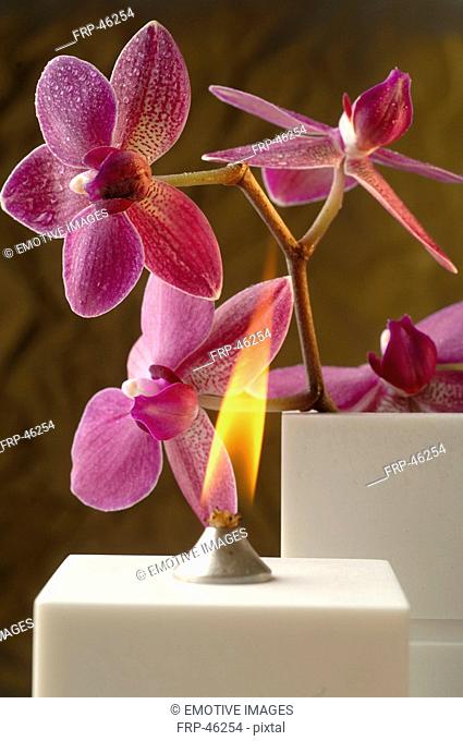 Aroma oil lamp and orchid blossoms