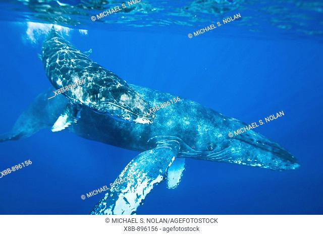 Mother and newborn calf humpback whale (Megaptera novaeangliae) underwater in the AuAu Channel between the islands of Maui and Lanai, Hawaii, USA