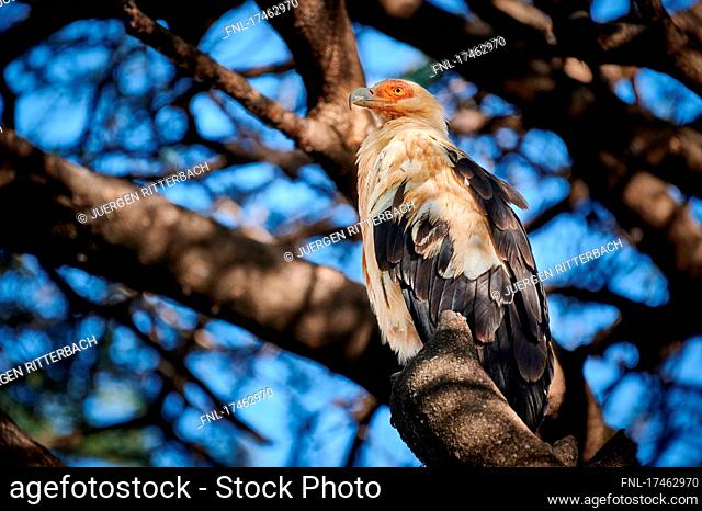 Palm-nut vulture (Gypohierax angolensis) in Lake Manyara National Park, Mto wa Mbu, Tanzania, Africa |palm-nut vulture (Gypohierax angolensis) or vulturine fish...