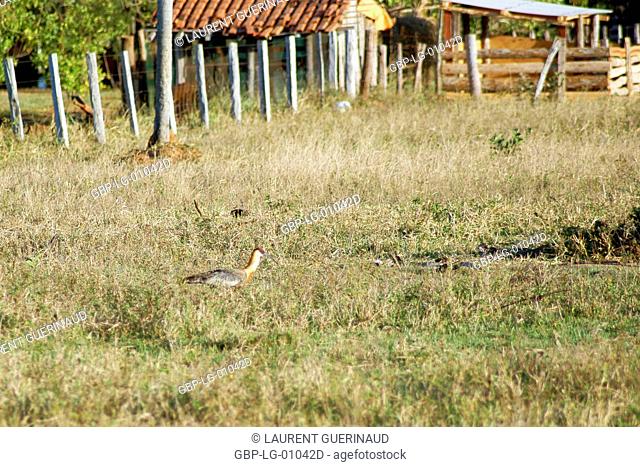 Curicaca-of-neck-yellow, Buff-necked Ibis, Theristicus caudatus, Pantanal, Mato Grosso do Sul, Brazil