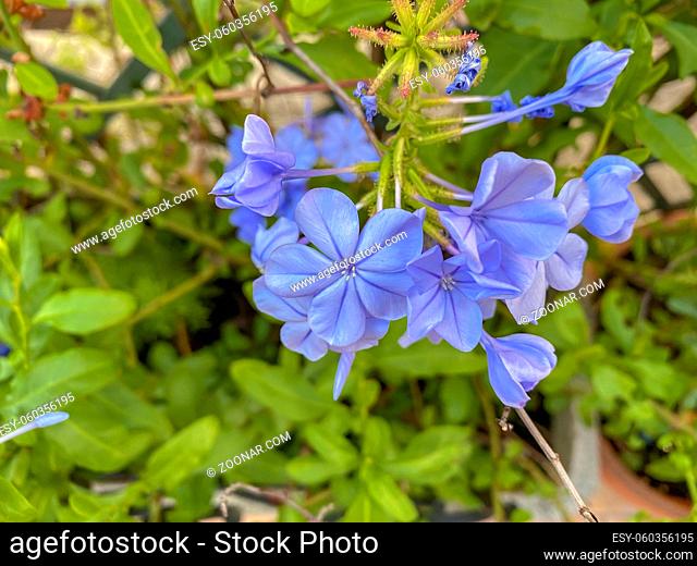 Close up of a Plumbago flower. Garden and botanical concept. Nature in summer