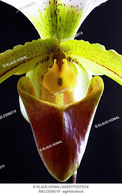 Orchid Paphiopedilum leeanum is a hybrid between Paphiopedilum spicerianum × Paphiopedilum insigne - Germany