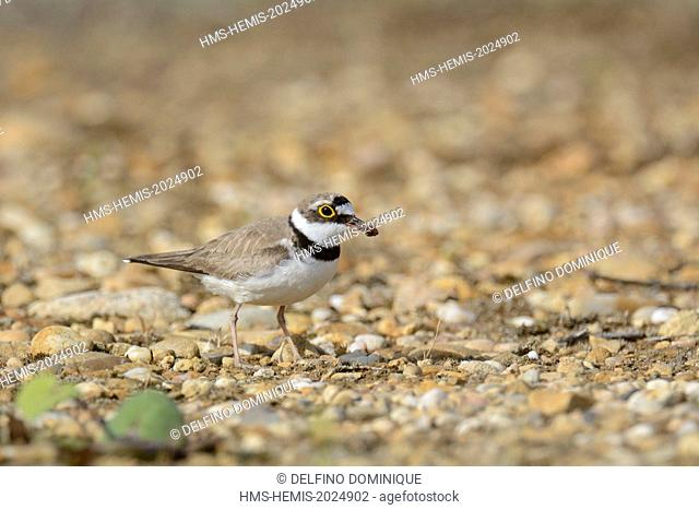 France, Doubs, Brognard, bird, Little Ringed Plover (Charadrius dubius), nesting on an industrial platform during excavation of the ZAC Technoland 2 on the set...