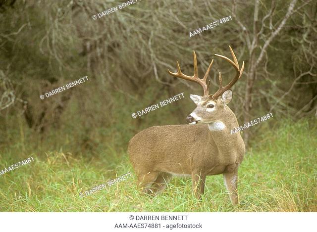 White-tailed Deer (Odocoileus virginianus) buck portrait. Southern TX, Texas