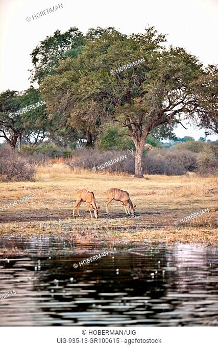 Kudu grazing on riverbed in Namibia