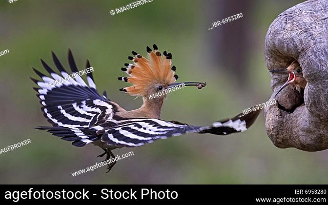 Hoopoe (Upupa epops) with food feeding the young birds, Middle Elbe Biosphere Reserve, Saxony-Anhalt, Germany, Europe