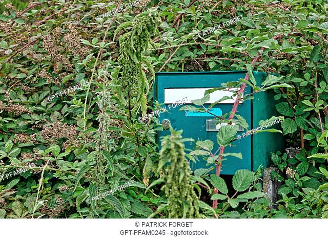 MAILBOX OVERGROWN WITH VEGETATION BRAMBLE AND NETTLE AT AN ABANDONED HOUSE