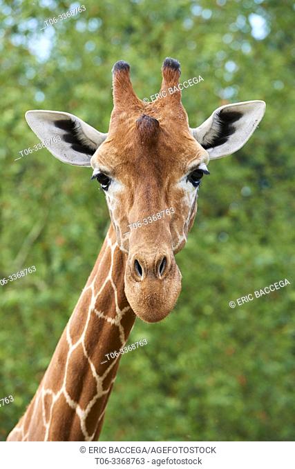 Reticulated giraffe {Giraffa camelopardalis reticulata} head. Captive, Beauval Zoo Parc, France