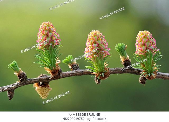 Emerging cones of the European Larch (Larix decidua), the Netherlands, Noord Brabant, Wouwse Plantage