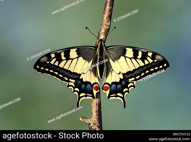 Schwalbenschwanz (Papilio machaon), Schweiz / Old World Swallowtail (Papilio machaon), Switzerland