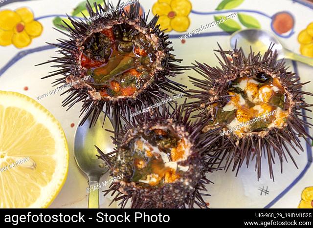 Sea Urchin, Paracentrotus lividus, prepared for eating with half a lemon on a plate, Atlantic Coast, Rogil, Algarve, Portugal, southern Europe