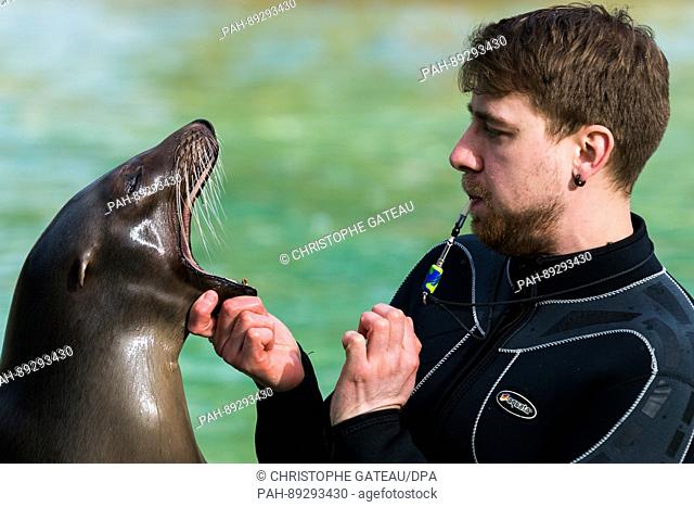 Trainer Bodenberger checks Sandra the Californian sealion's teeth during feeding time at the Berlin Zoo, Berlin, Germany, 22 March 2017