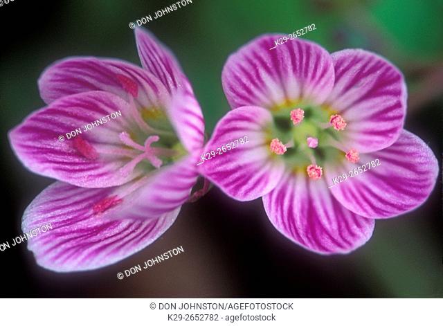 Spring beauty (Claytonia virginica), Sheguiandah, Manitoulin Island, Ontario, Canada
