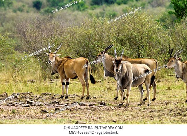 Giant Elands (Taurotragus derbianus). Masaimara Wildlife Reserve - Kenya - Africa