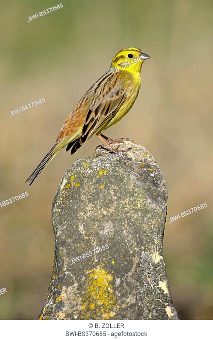 yellowhammer (Emberiza citrinella), resting male on a field stone, Germany