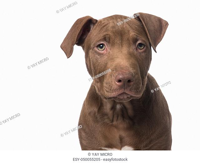 Portrait of a cute brown pit bull terrier puppy looking at the camera on a white background