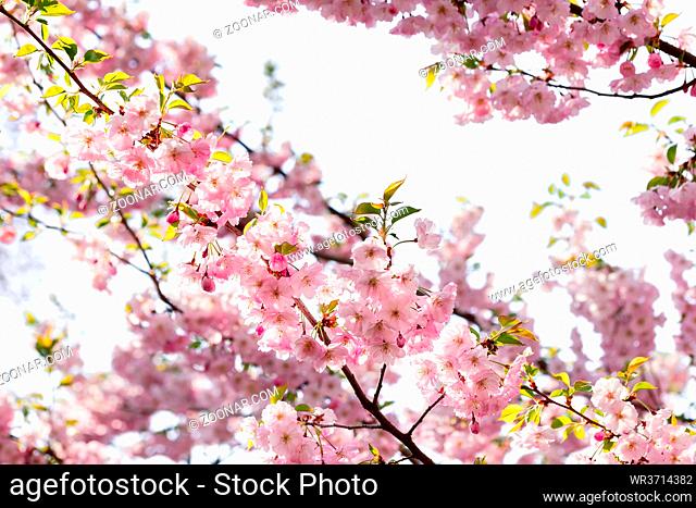 Nice pink Japanese Cherry Blossom flowers, Sakura, under the warm spring sun