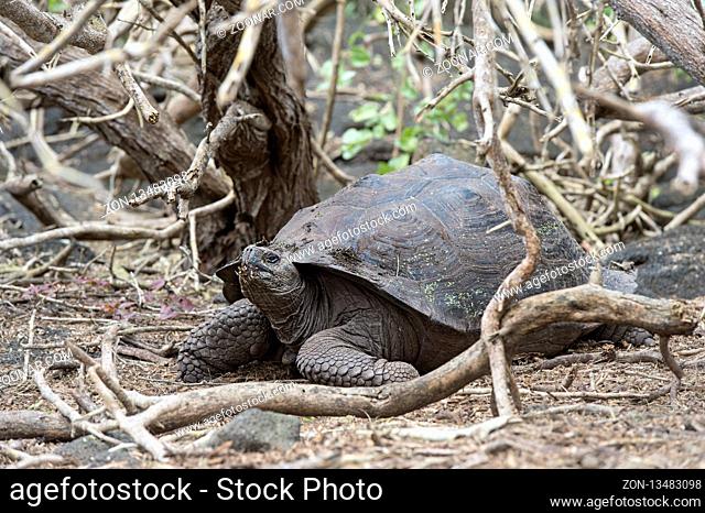Galapagos-Riesenschildkröte (Chelonoidis nigra ssp) in situ, Insel Isabela, Galapagos Inseln, Ecuador / Galápagos giant tortoise (Chelonoidis nigra ssp)
