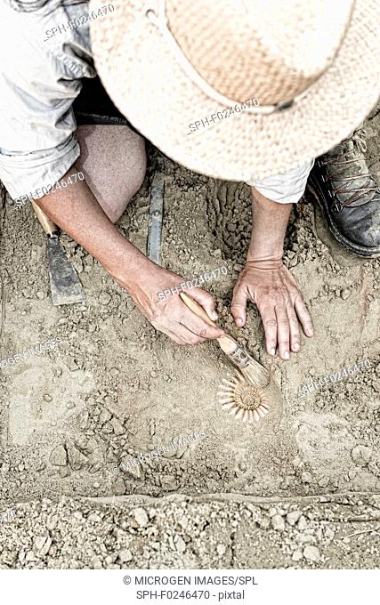 Palaeontologist working in the field, recovering ancient ammonite fossil
