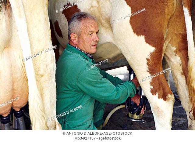 A farmer put in place a milking device  lepontine alps  Verbano Cusio Ossola province  piemonte  italy  europe