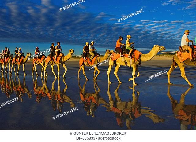 Camel caravan, dromedaries, tourist camel ride on Cable Beach, Broome, Western Australia