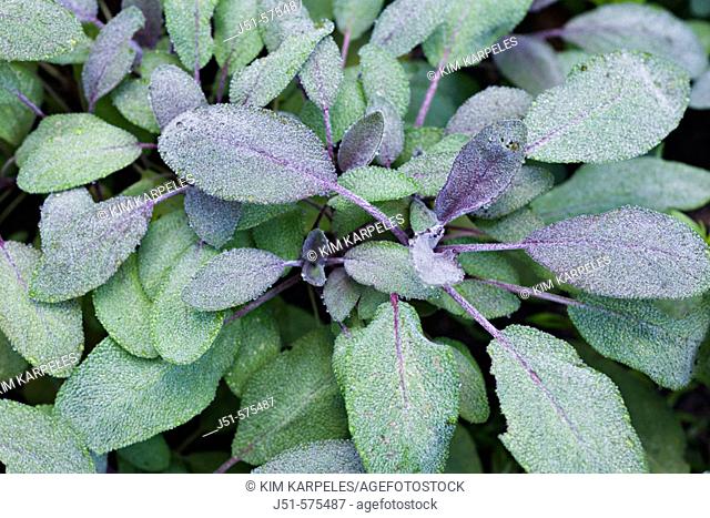 Vegetables. Riverwoods, Illinois. Leaves on sage plant with morning dew, herbs growing in kitchen garden, purple leaf cultivar