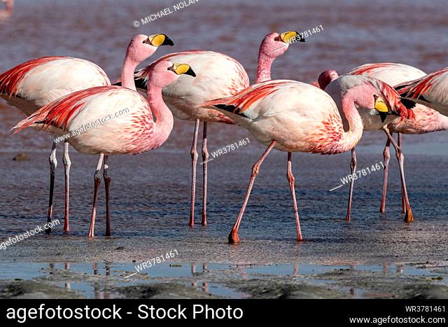 Rare James's flamingos (Phoenicoparrus jamesi), Eduardo Avaroa Andean Fauna National Reserve, Bolivia, South America